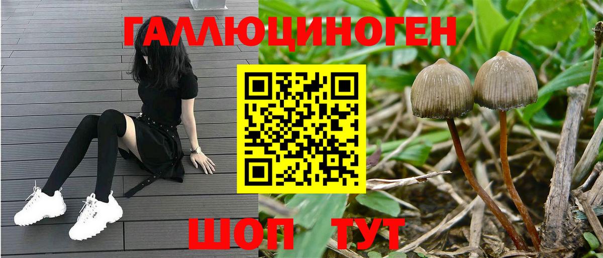 хочу   Галлюциногенные грибы Cubensis  Вход с VPN  Волжск 